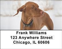 Vizslas Address Labels