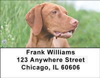 Vizslas Address Labels