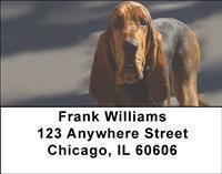 Bloodhounds Address Labels