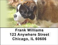 Saint Bernards Address Labels