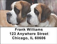 Saint Bernards Address Labels