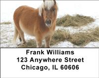 Shetland Ponies Address Labels