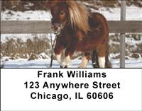 Shetland Ponies Address Labels