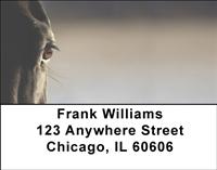 Horse Eyes Address Labels