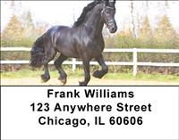 Friesian Stallions Address Labels