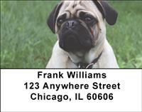 Precious Pugs Address Labels
