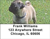 Precious Pugs Address Labels