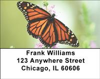 Monarchs Address Labels