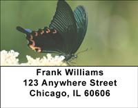 Black Swallowtails Address Labels