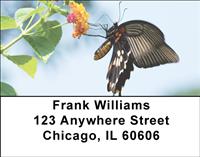 Black Swallowtails Address Labels