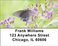 Black Swallowtails Address Labels