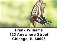 Black Swallowtails Address Labels