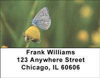 Tiny Butterflies Address Labels