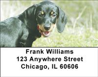 Dark Dachshunds Address Labels