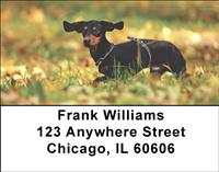 Dark Dachshunds Address Labels