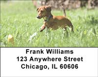 Playful Dachshunds Address Labels