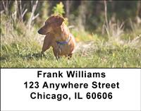 Playful Dachshunds Address Labels