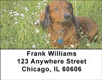 Playful Dachshunds Address Labels
