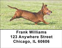 Playful Dachshunds Address Labels