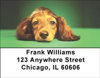 Adorable Dachshunds Address Labels