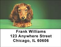 Adorable Dachshunds Address Labels