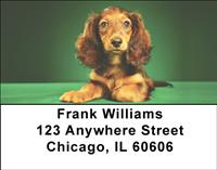 Adorable Dachshunds Address Labels
