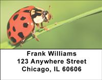 Lonely Ladybugs Address Labels