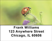 Lonely Ladybugs Address Labels