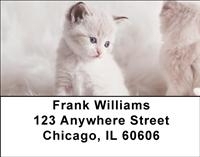 Persian Kittens Address Labels