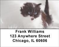 Persian Kittens Address Labels