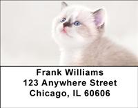 Persian Kittens Address Labels