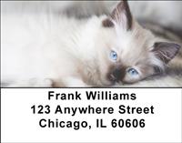 Ragdoll Kittens Address Labels