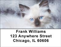 Ragdoll Kittens Address Labels