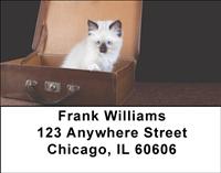 Ragdoll Kittens Address Labels