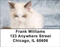 Ragdoll Kittens Address Labels