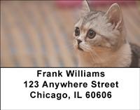 Scottish Fold Cats Address Labels