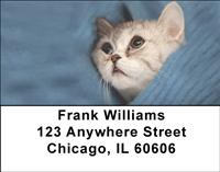 Scottish Fold Cats Address Labels