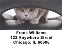 Scottish Fold Cats Address Labels