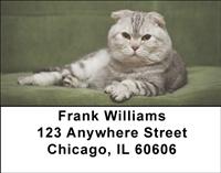 Scottish Fold Cats Address Labels