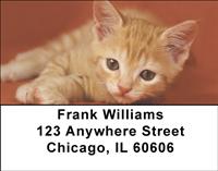 Tabby Kittens Address Labels
