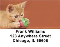 Tabby Kittens Address Labels
