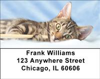 Tabby Kittens Address Labels