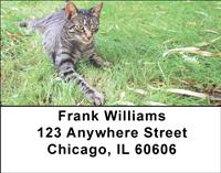 Tabby Cats Address Labels