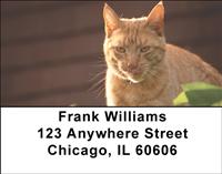 Tabby Cats Address Labels