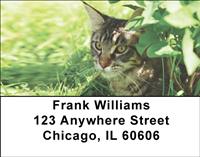 Tabby Cats Address Labels