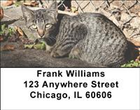 Tabby Cats Address Labels