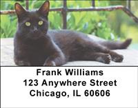 Black Cats Address Labels