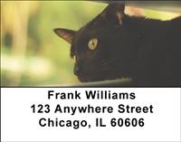 Black Cats Address Labels