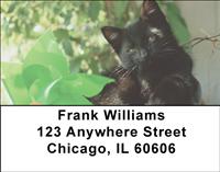 Black Cats Address Labels