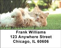 Ginger Cats Address Labels